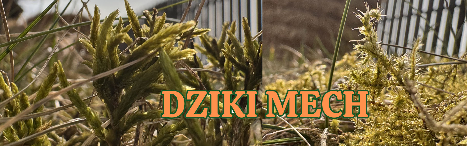DZIKI MECH