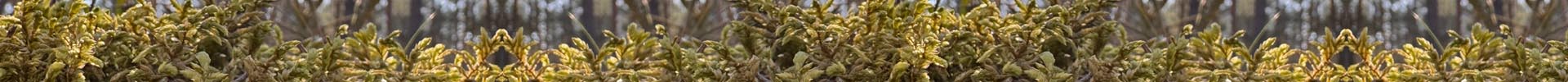 kadzidła naturalne, zioła do palenia, aromaterapia w domu, kojące zapachy, wiedźmowy zakątek.