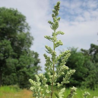 BYLICA ARTEMISIA